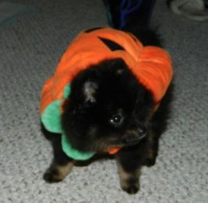 Sumo Pumpkin