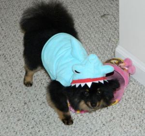 Sumo Shark