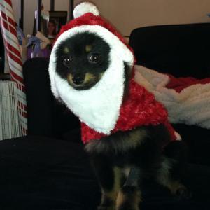Santa Sumo