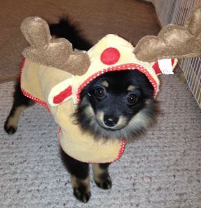 reindeer sumo