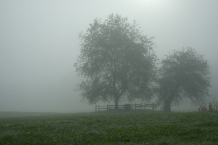 Fog, Farm, Mist, Cemetery, Tree, Wet, Tombstone, Field, Morning, Grave