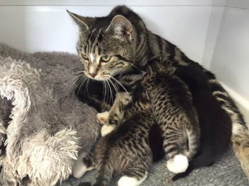 mother-cat-abandoned-kittens