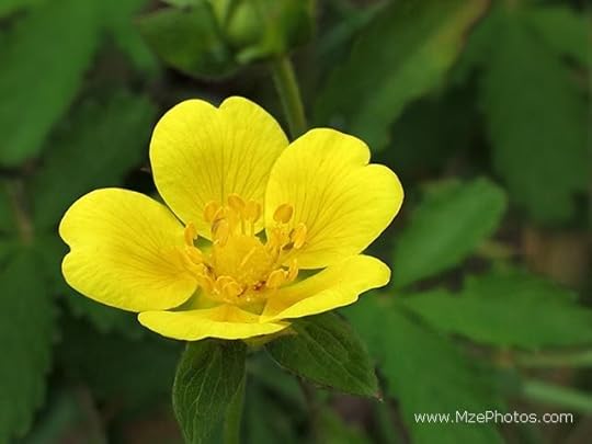 cinqufoil: