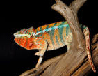cropped chameleon