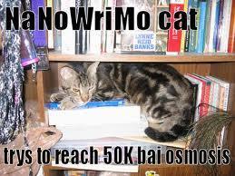 nanowrimo-cat
