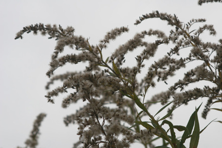 goldenrod (solidago) going to seed