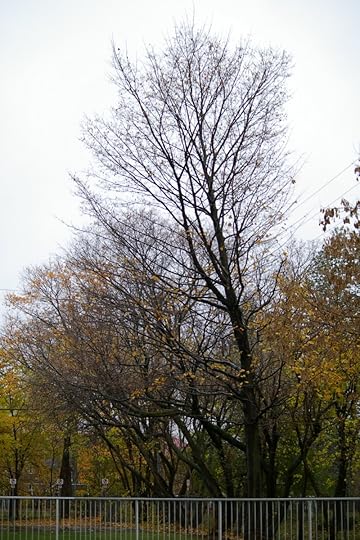 Tree Project - image 62