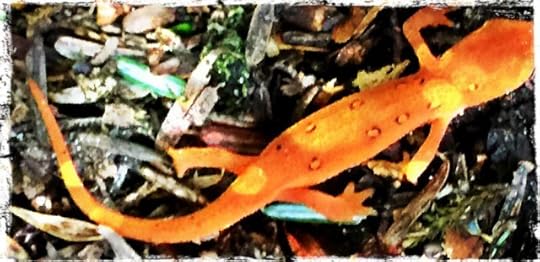 Goldmine Brook Falls