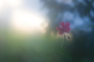 lente
