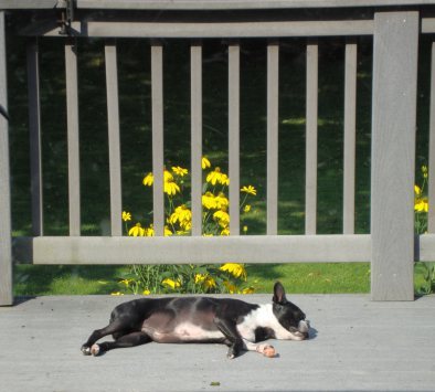 dogdaysofsummerlarge