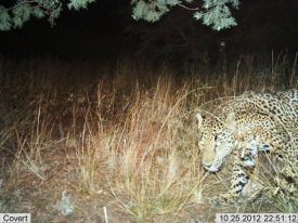 Jaguar 2012-10-25