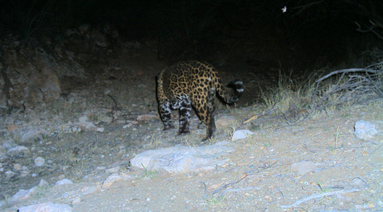 BJDP-B1c APRIL 2007 050