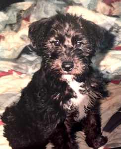 Penny Puppy2