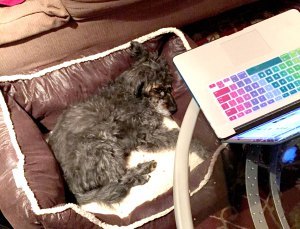 Penny sleeping with laptop
