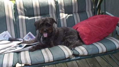 Penny on swing