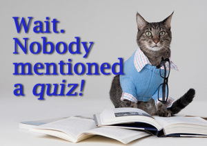 Cat No Quiz