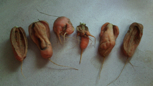frankencarrots