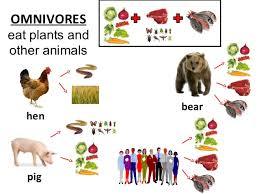 Image result for omnivore