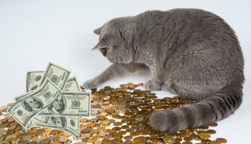 pet-insurance