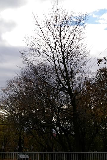 Tree Project - image 63