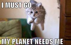 cat-rescue