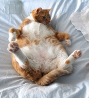 Catfat