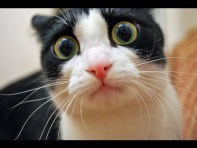 CatScared
