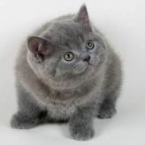 catyina