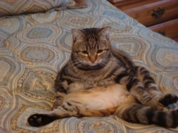 catfat2