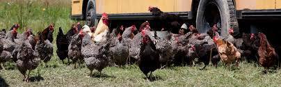 chickens