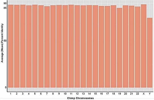 A chromosome-by-chromosome comparison of human and chimp DNA. The bars show the percent match on the chimpanzee chromosome to the corresponding portion of human DNA. (figure from the study being discussed)