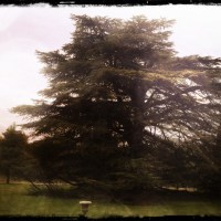 Baltimore tree