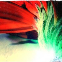 daisy 4