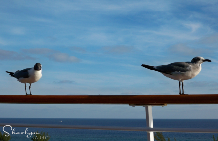 pair, mentoring, mentoring program, knowledge, organizational knowledge, boomer, ATD