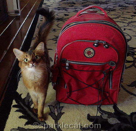 Can you fit both your grooming kit and mine in there?