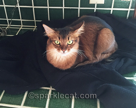 Try getting all this fur off your jacket!