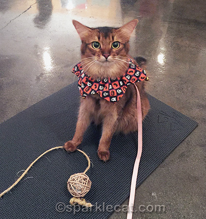 Am I the only one attending this yoga class?