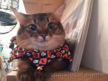 Do I look dignified?