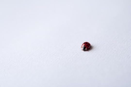 Small ladybug