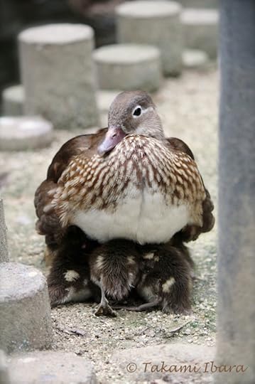 20151007-tibaraphoto-mum-protects-us-1-2