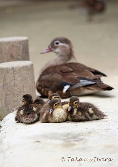 20151007-tibaraphoto-mum-protects-us-2-2