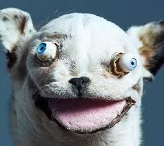 Image result for hideously happy