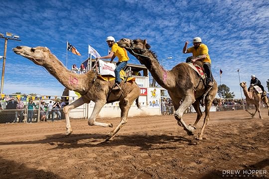Camel cup Australia
