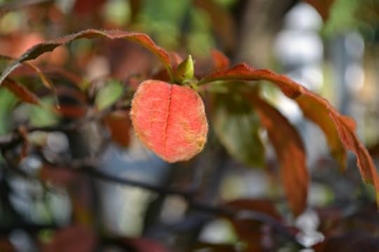 leaf and bud