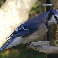 blue jay on feeder