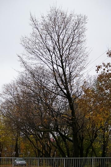 Tree Project - image 64