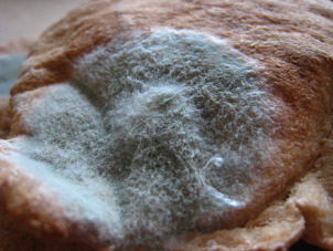 fungus-on-bread-35