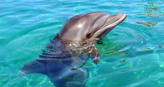 dolphin