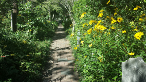 Unitarian Church cemetery, Charleston, S.C.