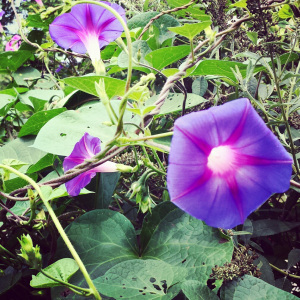 Morning glories